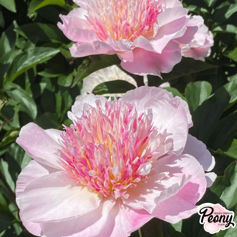 Do Tell Peony — Hidden Springs Peony Farm